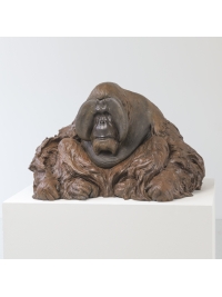 Sumatran Orangutan by Nick Bibby