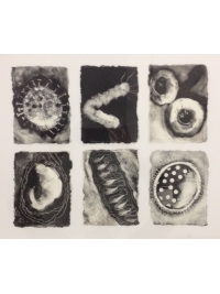 Cells by Sue Freeborough