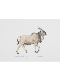 Derby's Eland by Jonathan Kingdon