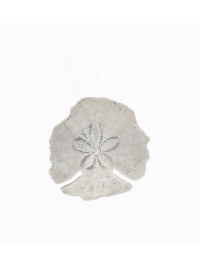 Sand Dollar by Fleur Mathews