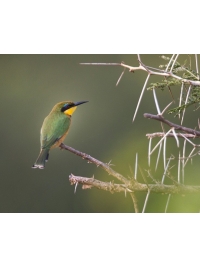 Little Bee-eater by Steve Russell