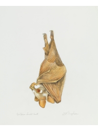 Golden Fruit Bat by Jonathan Kingdon