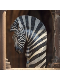 Hartmann's Mountain Zebra by Jonathan Kingdon