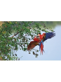 Macaws by Steven Russell