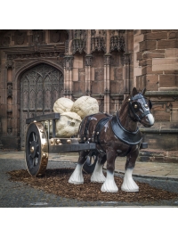 Ark: at Chester Cathedral