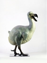 Dodo by Nick Bibby