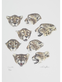 Cheetahs by Jonathan Kingdon