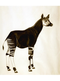 Okapi by Jonathan Kingdon
