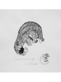 Ground Pangolin by Jonathan Kingdon