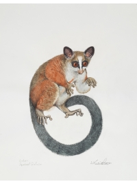 Gabon Squirrel Galago by Jonathan Kingdon