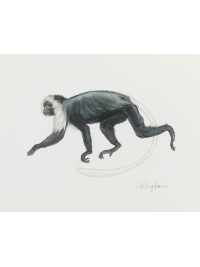 King Colobus by Jonathan Kingdon