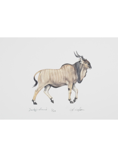 Derby's Eland