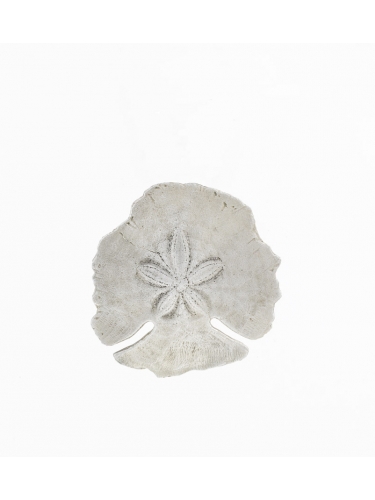 Sand Dollar