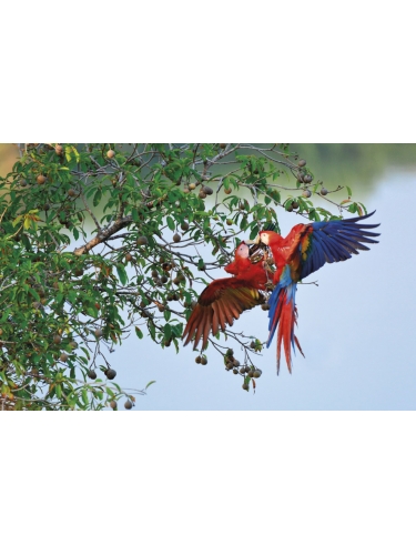 Macaws