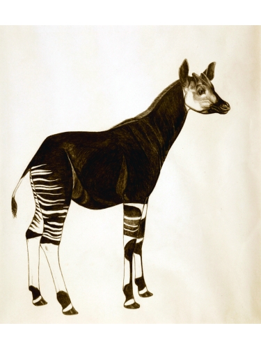 Okapi