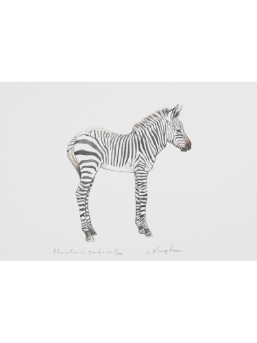 Hartmann's Mountain Zebra