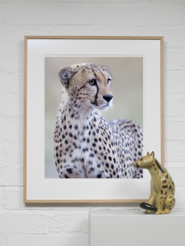 Animalia