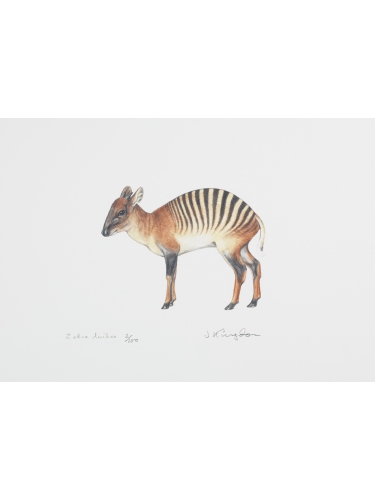 Zebra Duiker