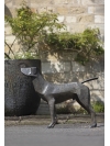 Standing Hound