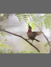 Juvenile Scarlet-chested Sunbird by Steve Russell