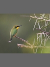 Little Bee-eater by Steve Russell