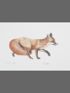 Red Fox by Jonathan Kingdon