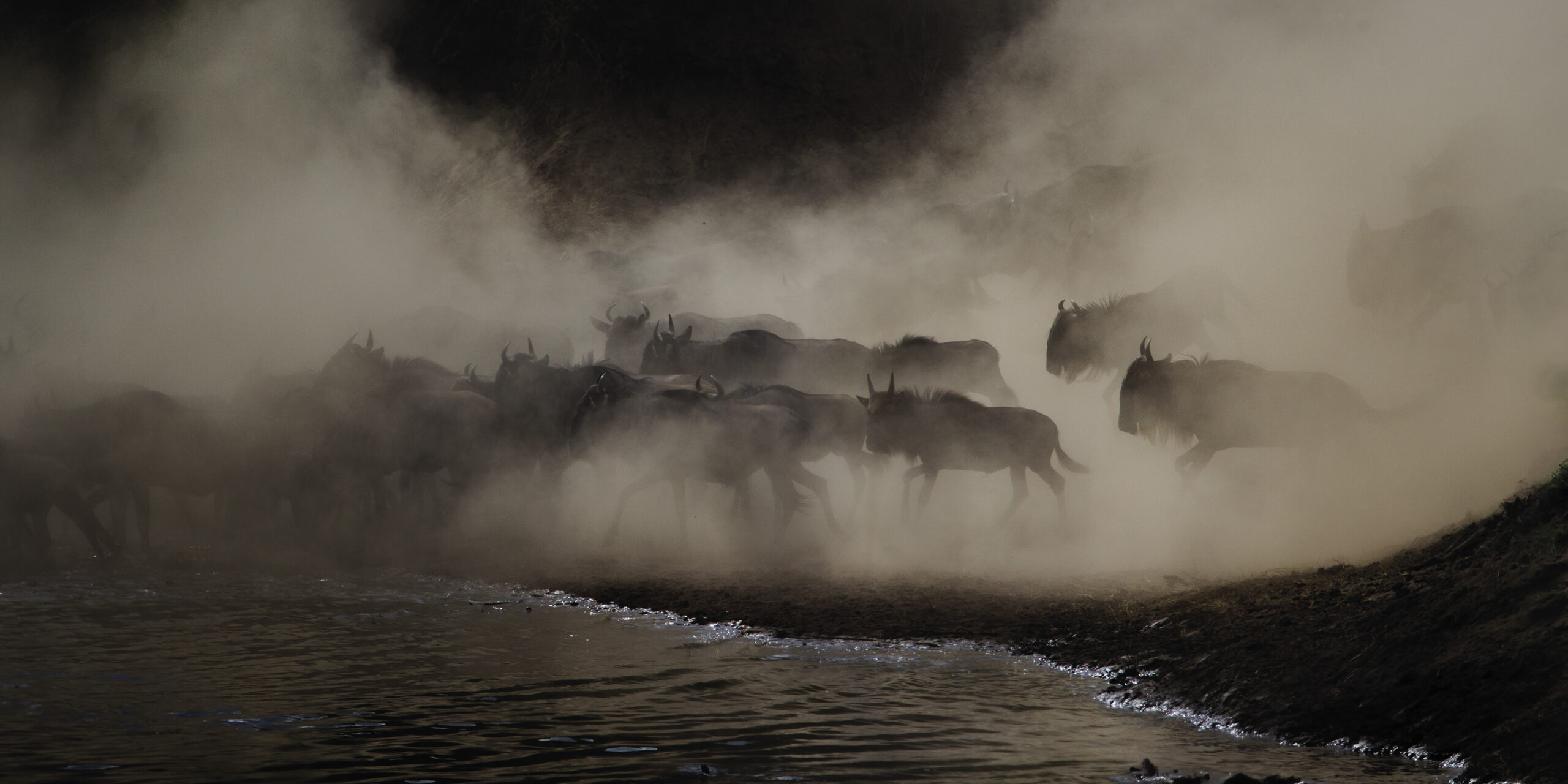 Wildebeest Migration