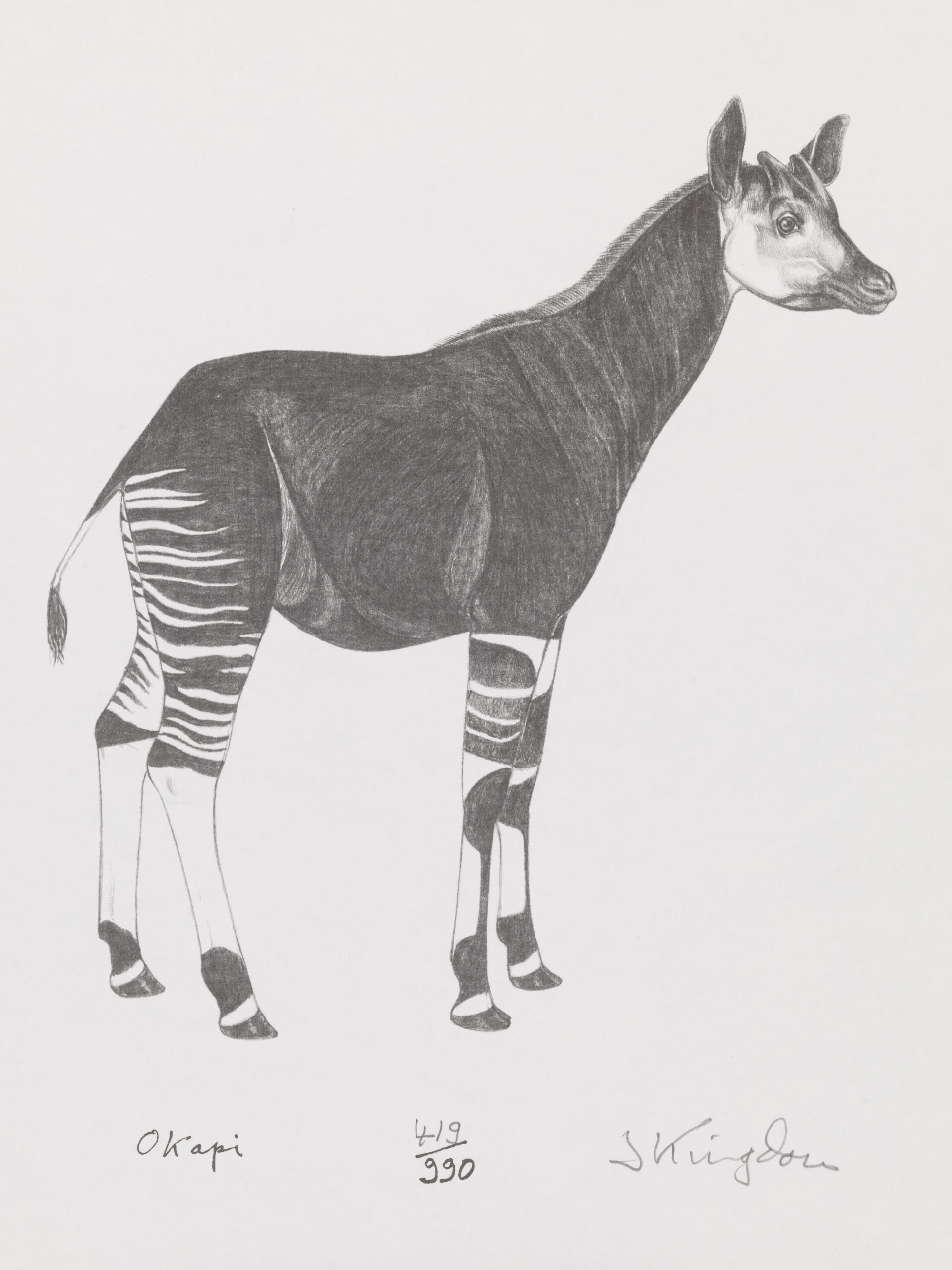 Okapi