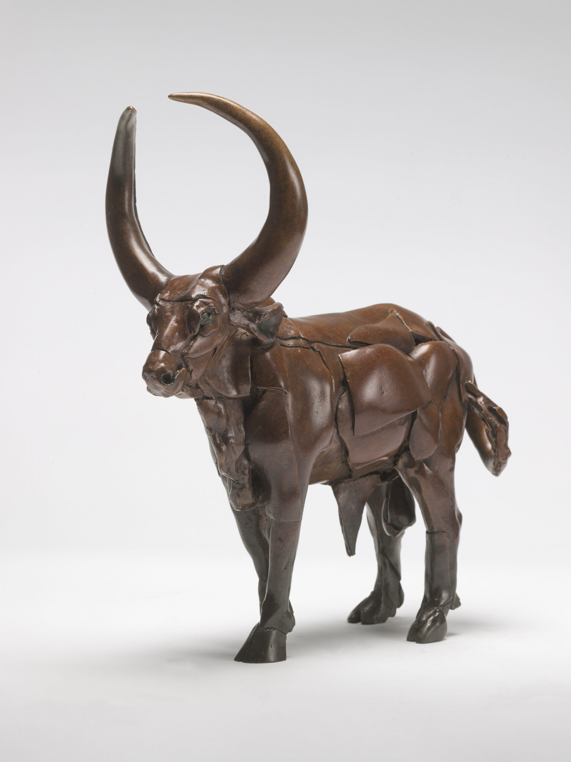 Ankole Bull