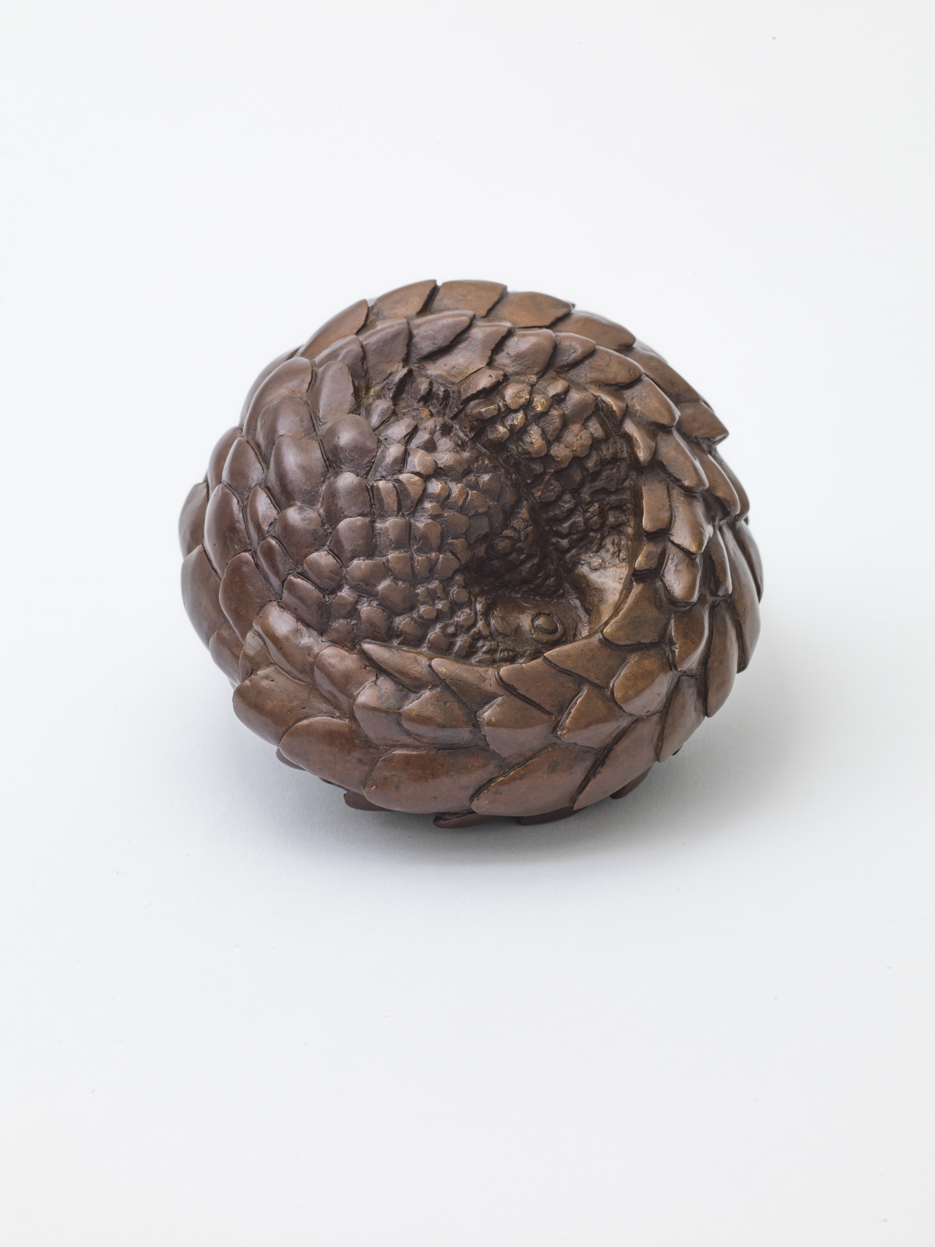 Pangolin
