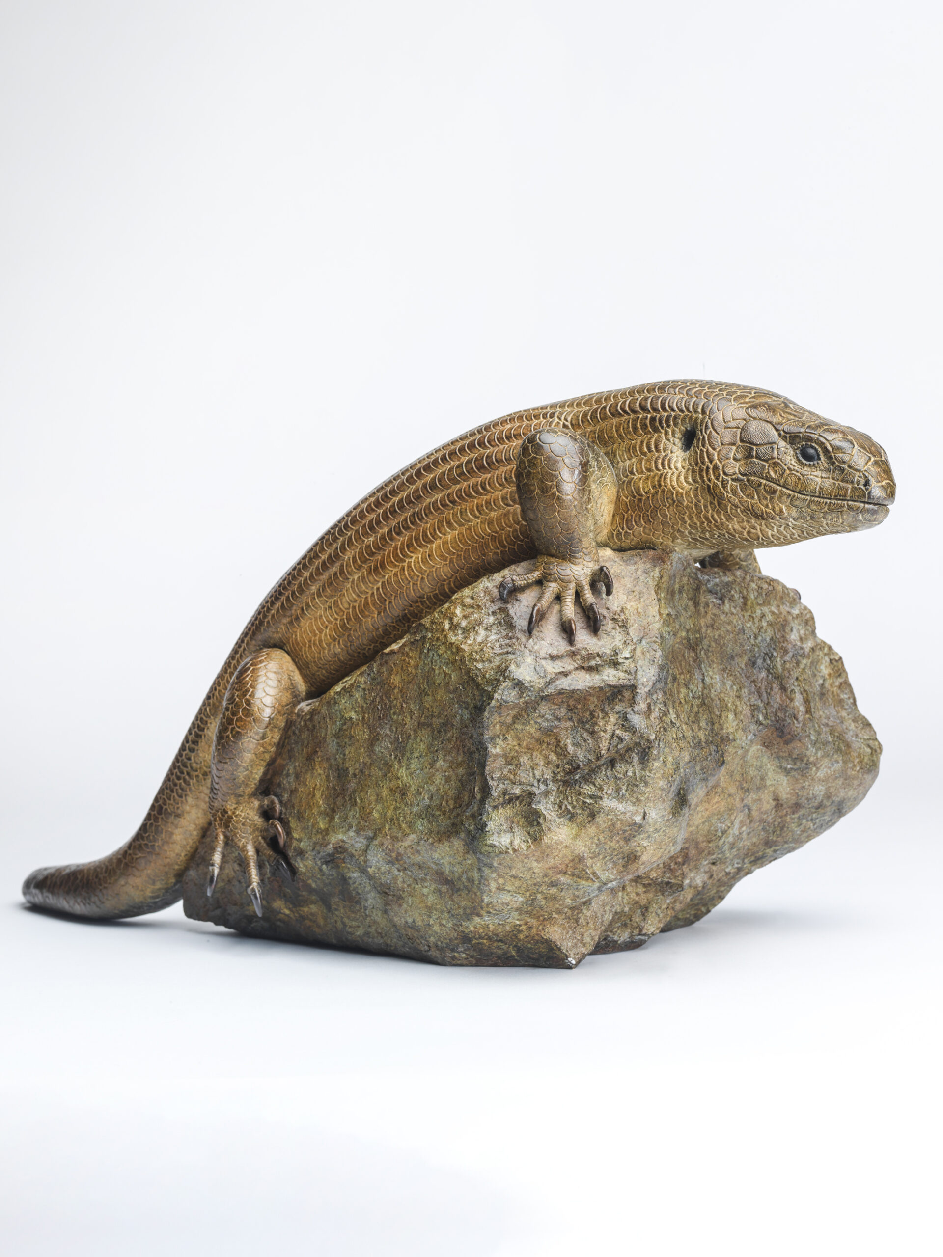 Mauritius Giant Skink