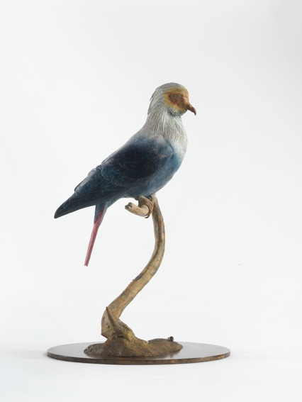 Mauritius Blue Pigeon