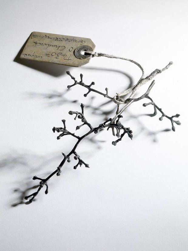 Grape Stem