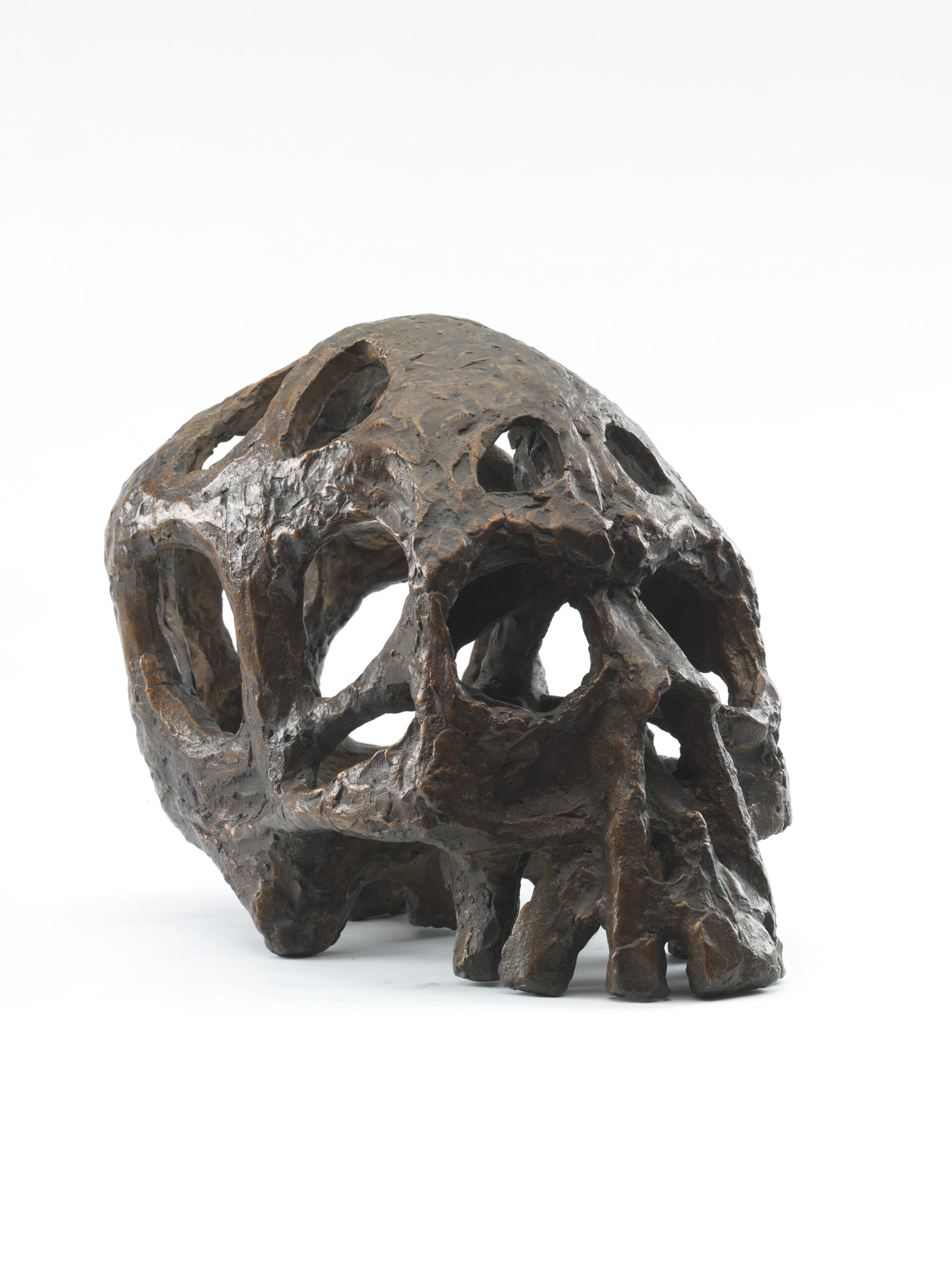 Skull (Human)